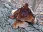 Bükkfa-tapló (Fomes fomentarius), Budai-hegység